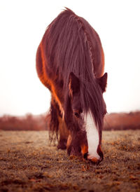 Close-up of horse on field against clear sky