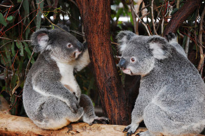 Koalas sitting on branch