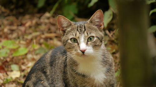 Close-up portrait of tabby cat on land