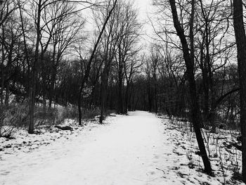 Snow covered trees