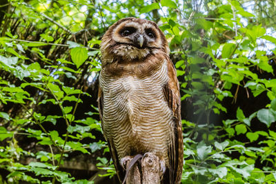 Portrait of owl