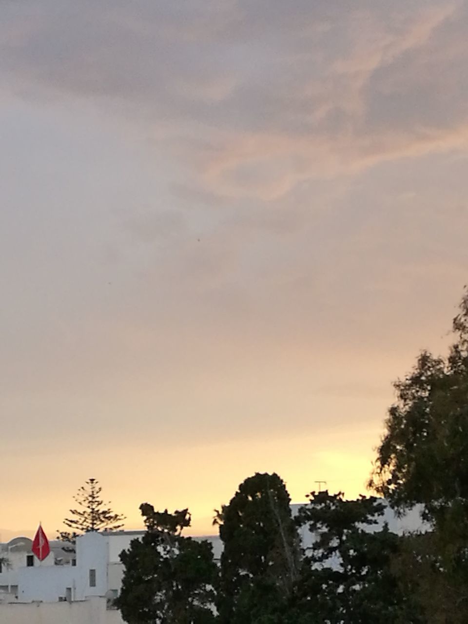 SILHOUETTE TREES AGAINST SKY