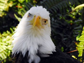 Close-up portrait of eagle