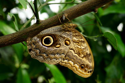 Close-up of butterfly on branch