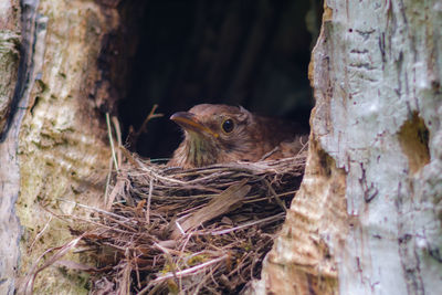 Close-up of birds in nest