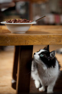 Cat under table looking at food