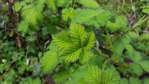 Close-up of plant