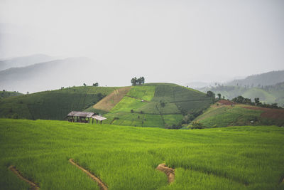 Scenic view of agricultural field against sky
