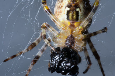 Extreme closeup of small spider feasting on prey