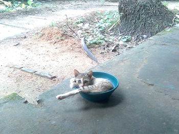 Close-up of cat
