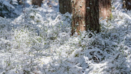 Snow covered plants on field