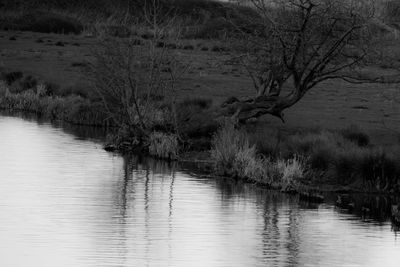 Scenic view of lake in forest