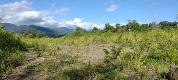 Scenic view of field against sky