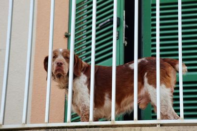 Portrait of dog standing outdoors