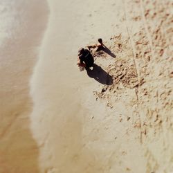 High angle view of insect on sand