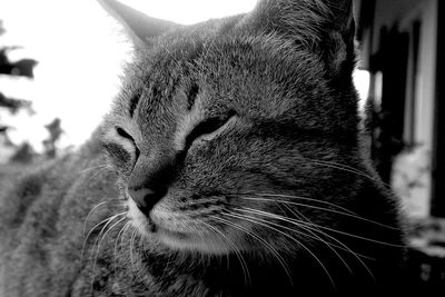 Close-up of a cat
