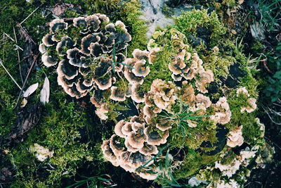 Plants growing on field