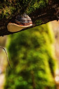 Close-up of lizard on rock