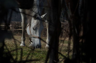 Close-up of horse grazing on field