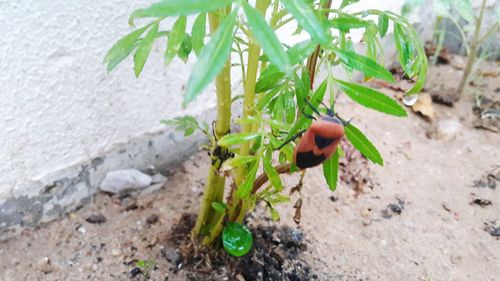 Close-up of green plant