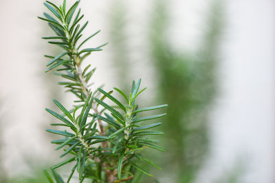 Close-up of plant