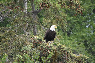 Bird perching on a tree