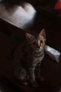 High angle portrait of cat by kitten