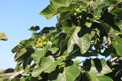 Low angle view of leaves against clear sky