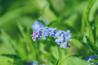 Tiny blooming spring flower forget me not on green grass background