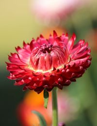 Close-up of flower blooming outdoors