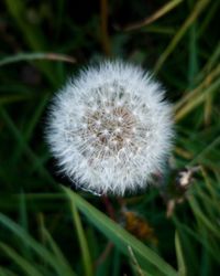 Close-up of dandelion flower