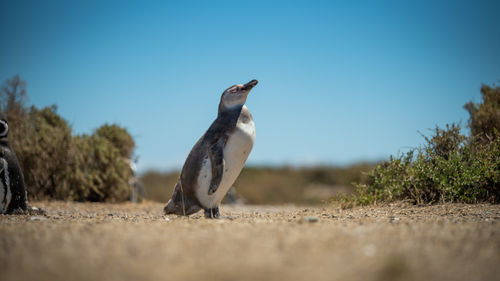 View of birds on land against clear sky