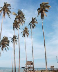 Palm trees on beach against sky