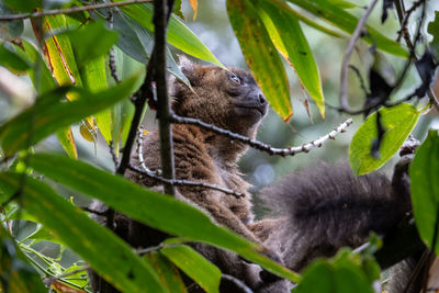 Squirrel on a tree