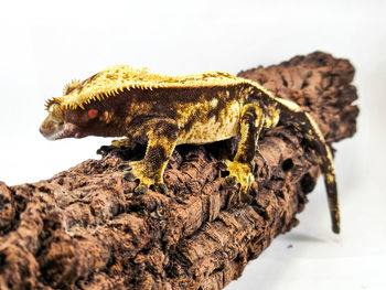 Close-up of lizard
