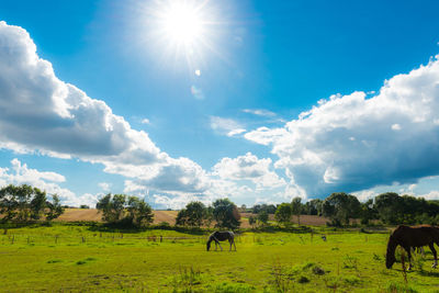 Cows grazing on field against sky