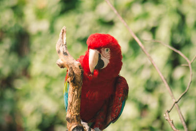 Close-up of a bird perching on branch
