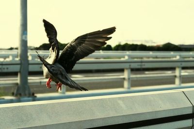 Bird flying over water