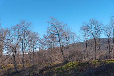 Bare trees on field against clear blue sky