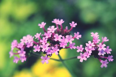 Close-up of flowers blooming outdoors