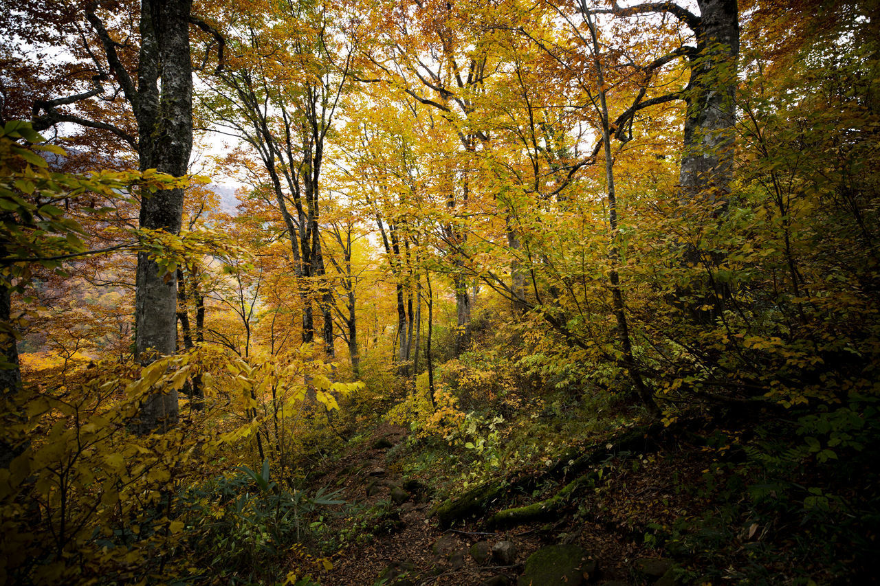 SCENIC VIEW OF FOREST DURING AUTUMN