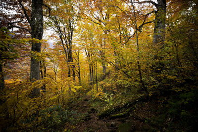 Trees in forest during autumn