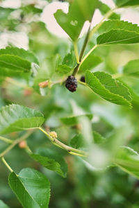 Close-up of berries growing on plant