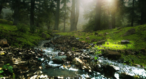 Scenic view of stream amidst trees in forest