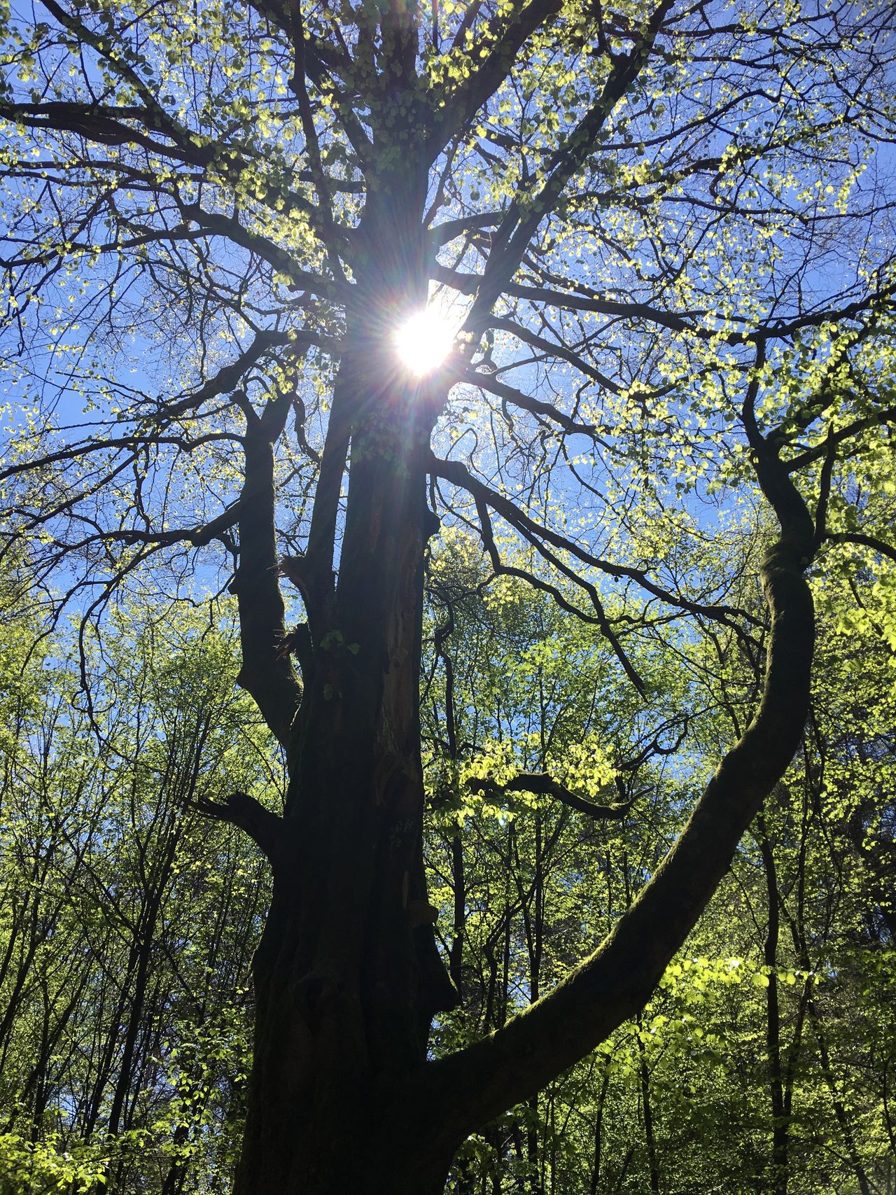 Limbach(Odenwald)