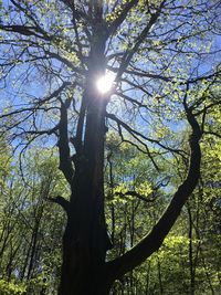 Low angle view of tree against bright sun