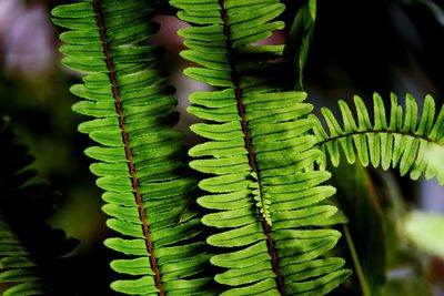 Close-up of fern leaves