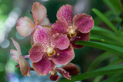 Close-up of pink orchids