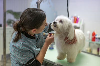 Woman groomer keeping eye contact with a small maltese dog while grooming