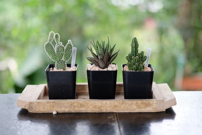 Close-up of succulent plant on table